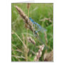 Mating Damselflies at Chimney Meadows Greeting Cards