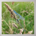 Mating Damselflies at Chimney Meadows posters