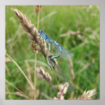 Mating Damselflies at Chimney Meadows Print