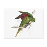 Maton’s Parrakeet by Edward Lear Postcards