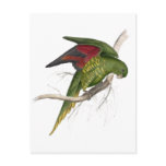 Maton’s Parrakeet by Edward Lear Postcards