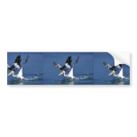 Mature and immature white pelican bumper stickers