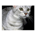 Mau Mau Mau Postcard