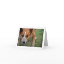 Maudie the Cow Dog Note Card