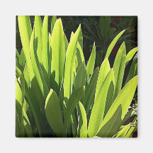Maui Tropical Vegetation Refrigerator Magnets