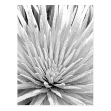 Mauna Kea Silversword and Ladybug Postcard