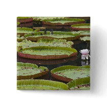 Mauritius, Pamplemousses, SSR Botanical