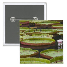 Mauritius, Pamplemousses, SSR Botanical Button