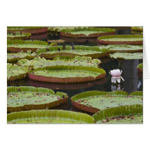 Mauritius, Pamplemousses, SSR Botanical Cards