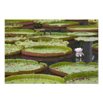 Mauritius, Pamplemousses, SSR Botanical