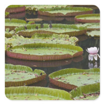 Mauritius, Pamplemousses, SSR Botanical