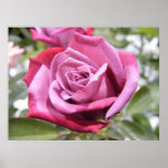 Mauve Delight Rose posters
