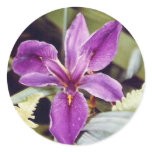 Mauve LA Iris Sticker