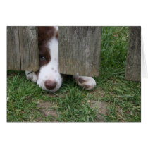 Max Greeting Cards