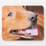 Max - Golden Retriever Photo-5 Mousepads