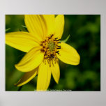 Maximilian Sunflower Flower Photography Poster
