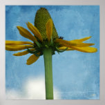 Maximum Coneflower Poster Print
