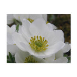 May Flower Blossoms, Unalaska Island postcards