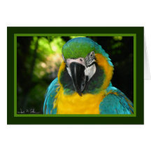 McCaw Greeting Card