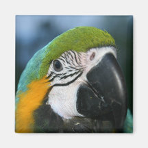 McCaw Magnet