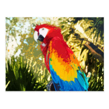McCaw Postcard