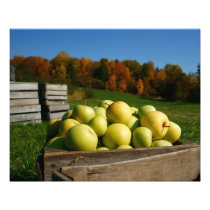 McClure's Golden Delicious Photo