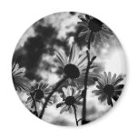 meadow daisy magnets