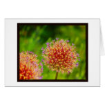 Meadow Flowers All Occasion Card