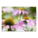 Meadow of Purple Coneflowers cards