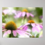 Meadow of Purple Coneflowers posters
