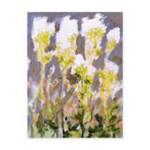 Meadowsweet Postcard