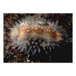 Measled cowrie (Cypraea zebra) Shell Custom Invitation