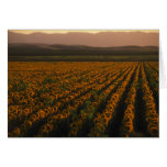 MeddockPhoto_GreetingCard_Art