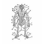 mediaeval anatomy t-shirts