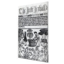 Mediaeval Herb Garden Stretched Canvas Prints
