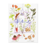 Medicinal Herb Echinacea Garlic Poppy Postcards