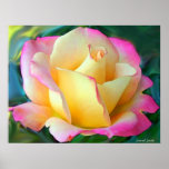 Meditation On A Rose Print