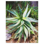 Mediterranean Cactus growing along  Italian coast flyers