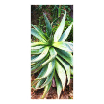 Mediterranean Cactus growing along  Italian coast Rack Card Design