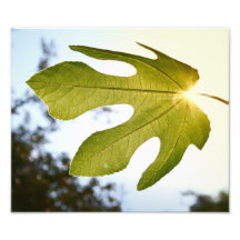 Mediterranean Fig Leaf Photograph