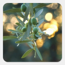 Mediterranean Gold; Olives On It’s Tree Branch Sticker
