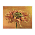 Mediterranean Post Card postcards