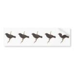 Medium Ground Finch bumper stickers