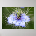 Medusa Flower Poster (love in the Mist) posters