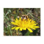 Meerbee postcards