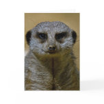 Meerkat  9247 cards