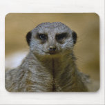 Meerkat  9247 mousepads