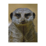 Meerkat  9247 postcards