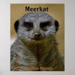Meerkat  9247 posters