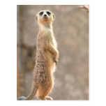 Meerkat at Attention Postcard